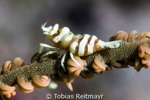 Whip coral shrimp, Boulders, Puerto Galera by Tobias Reitmayr 